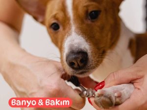 Pet Kuaför Banyo ve Bakım