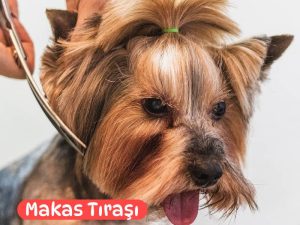Pet Kuaför Makas Tıraşı