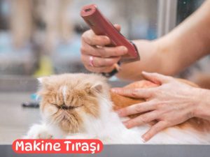 Pet Kuaför Makine Tıraşı